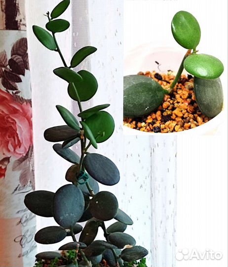 Комн.растения(разные). Дополнение, замена