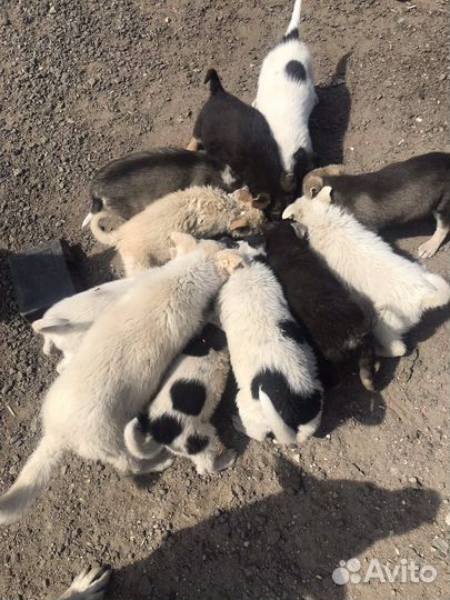 Щенки бесплатно