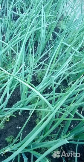 Свежая зелень