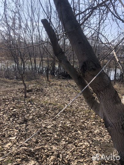 Ствол грецкого ореха