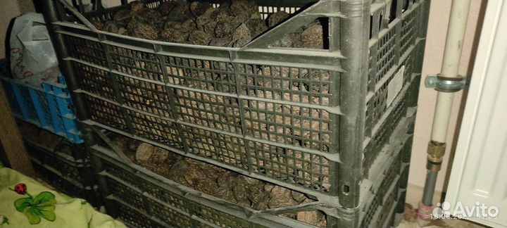 Маньчжурский орех