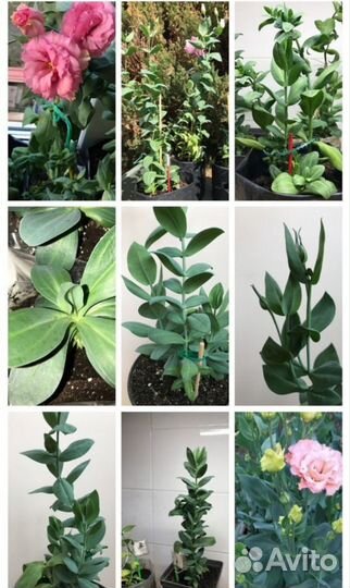 Рассада эустомы оптом