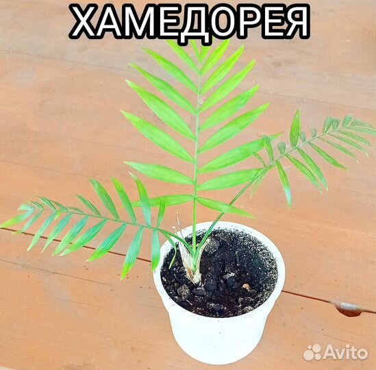 Комнатные растения цветы