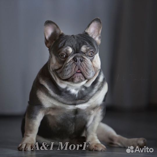 Кобели для вязок