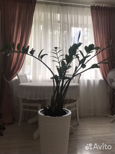 Замиокулькас