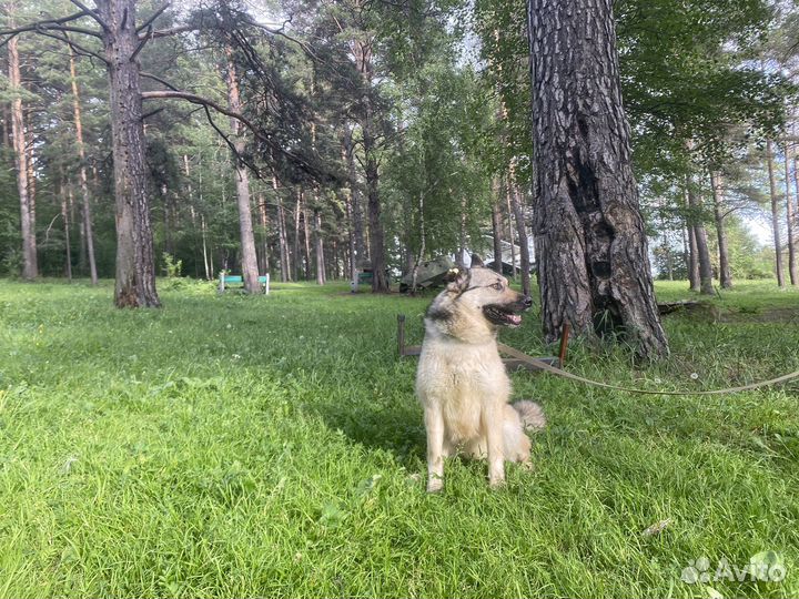 Собака - крупная