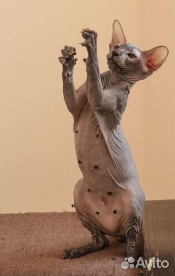 Малышка Peterbald