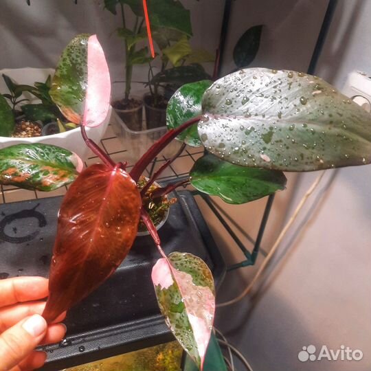 Филодендрон розовая принцесса гибрид