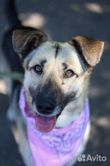 Собака ищет дом