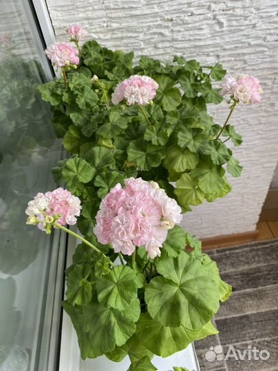 Пеларгония герань сортовая