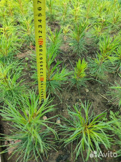 Кедр саженцы / сеянцы