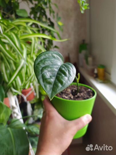 Монстера карстенианум перу