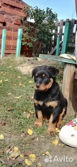 Продам щенка ротвейлера