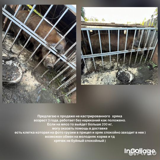 Хряк на племя