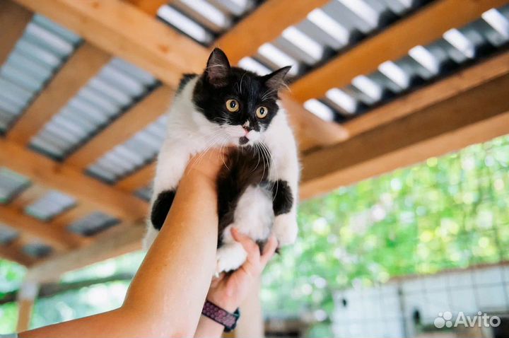 Котенок Никер из приюта бесплатно в добрые руки