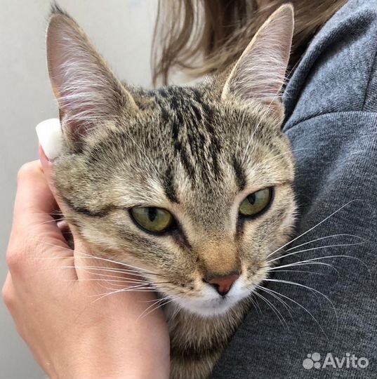 Кошка в дар бесплатно
