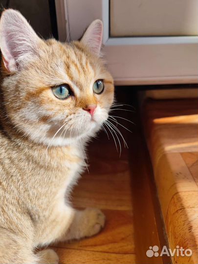 Британская кошка