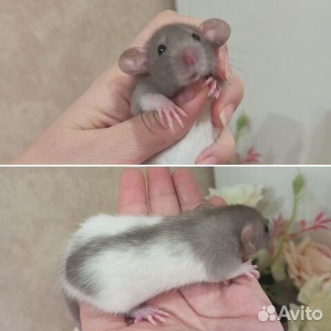 Крысята крыса декоративная Дамбо фавн и сиамская объявление продам