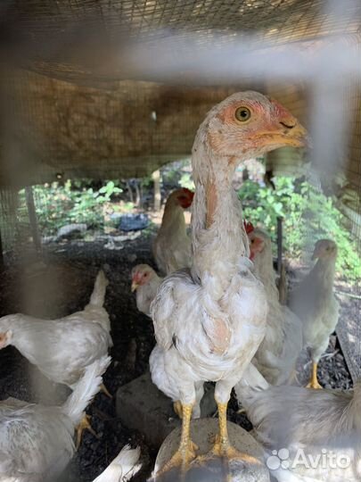 Бойцовский петух