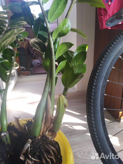 Замиокулькас