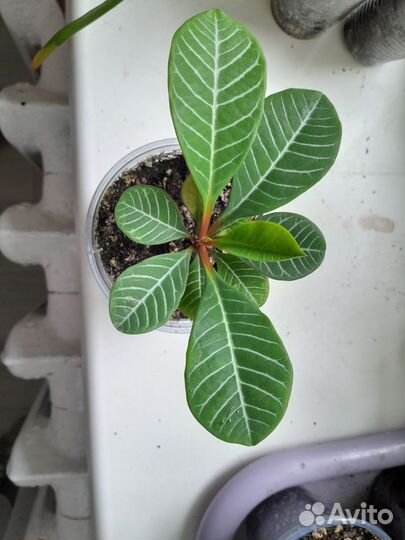 Комнатные цветы