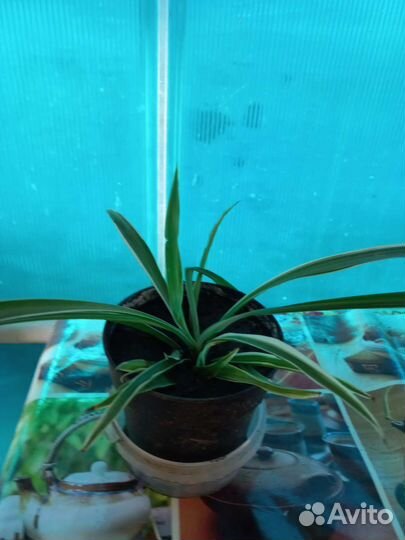 Хлорофитум