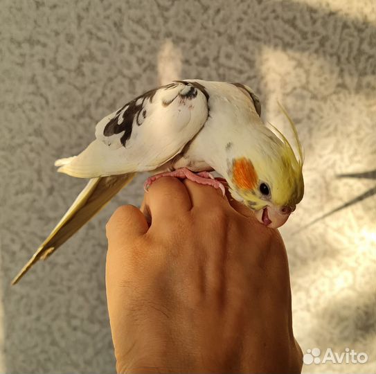 Попугай корелла птенцы 3 месяца
