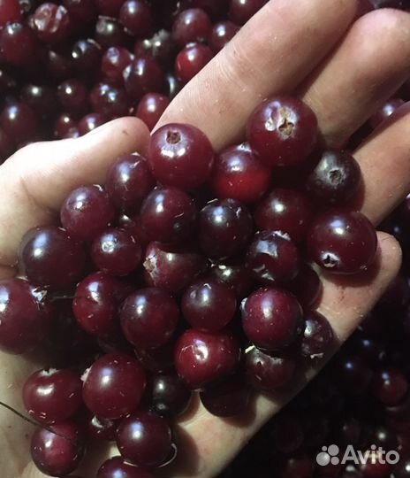 Клюква свежая