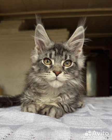 Котенок Мейн-кун