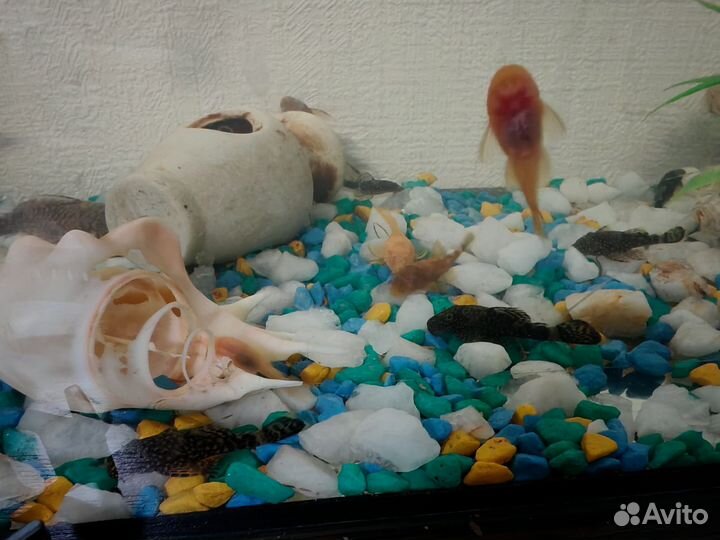 Сомики Анцитрусы