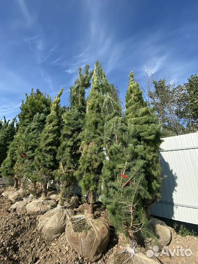 Саженцы сосны обыкновенной 630 см