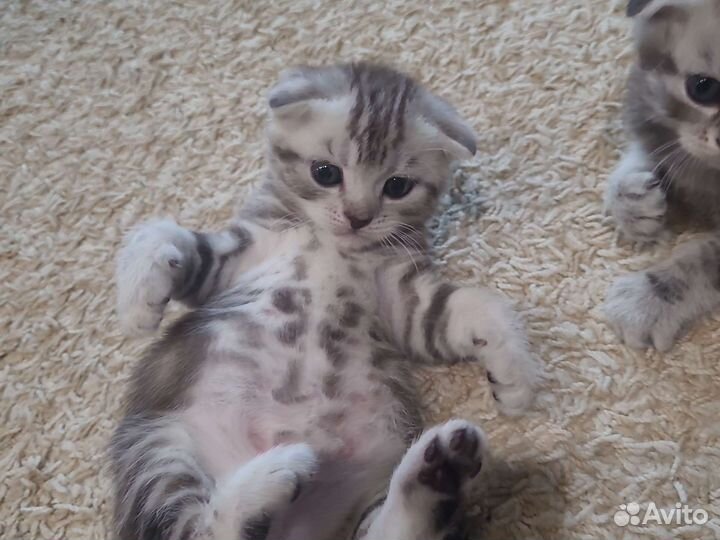 Котята Шотландская, родители умные и красивые