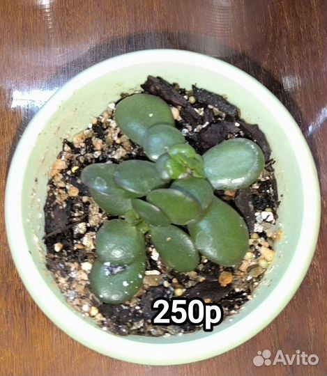 Суккуленты