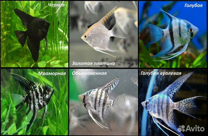 Скалярии 10 видов