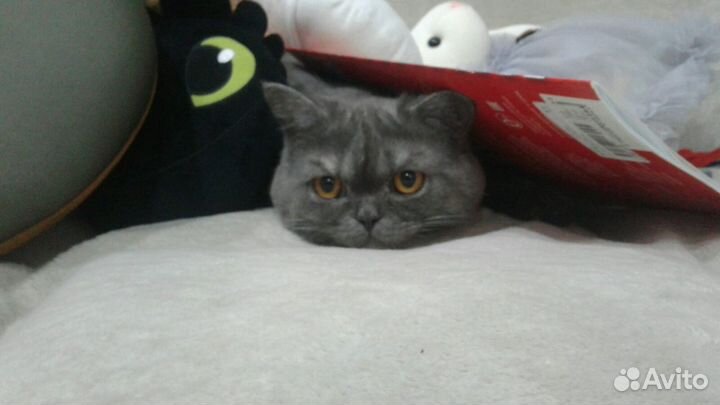 Передержка домашних животных