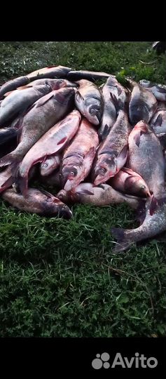 Живая и охлаждённая рыба