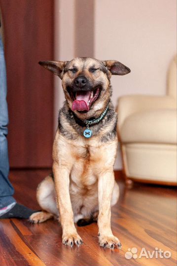 Собака в добрые руки