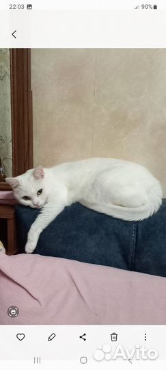 Кошки в добрые руки
