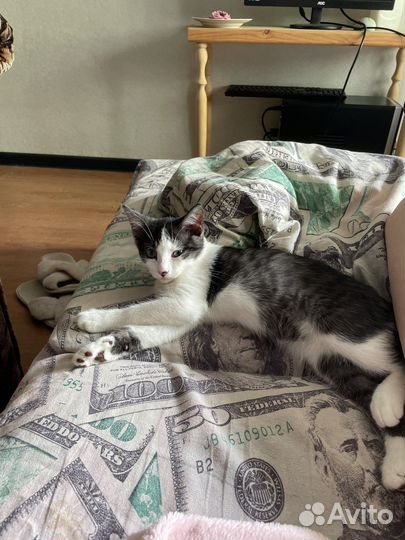 Котенок в добрые руки