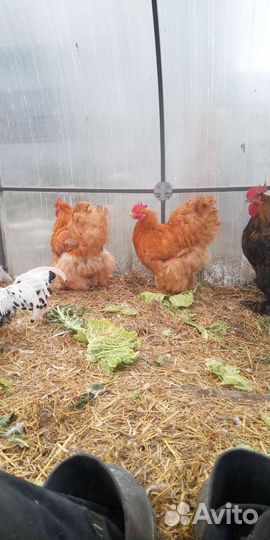 Молодые петушки