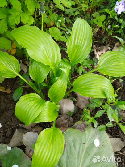 Цветы для сада