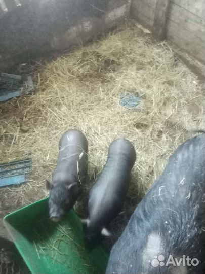 Поросята помесь вьетнамская вислобрюхая+мангалица
