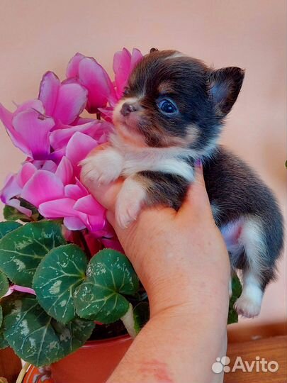 Щенки чихуахуа