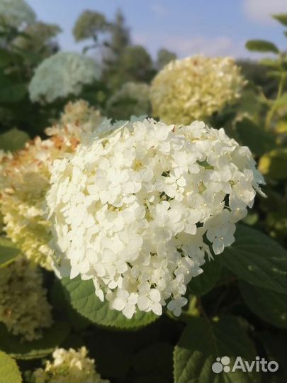 Гортензия крупнолистная саженцы