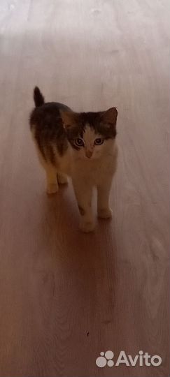 Молодые кошечки в добрые руки