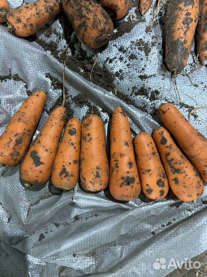 Продам Морковь