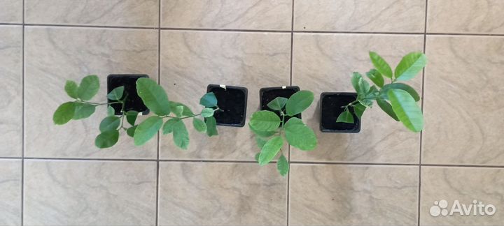 Лимонное дерево