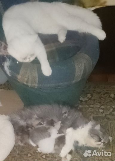 Котята