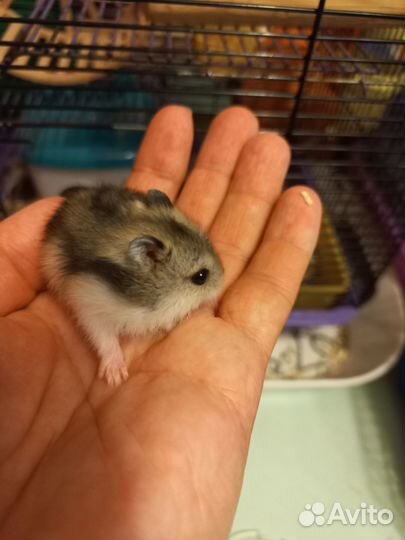 Хомячки джунгарики