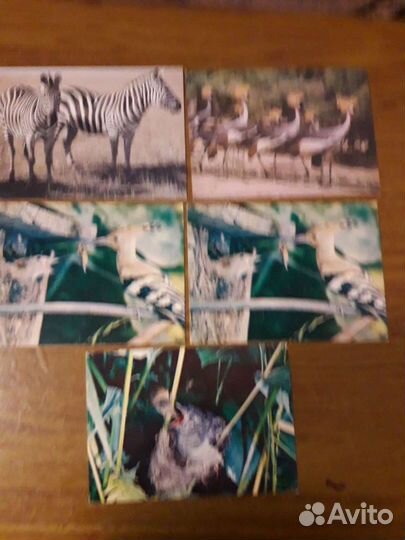 Открытки с животными
